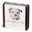 Border Terrier
